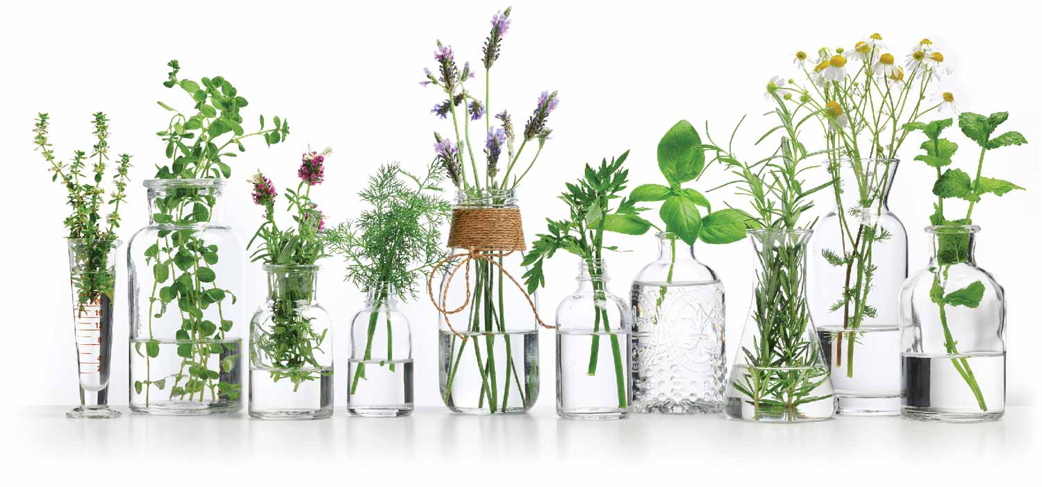 Natural herbs in glass vials